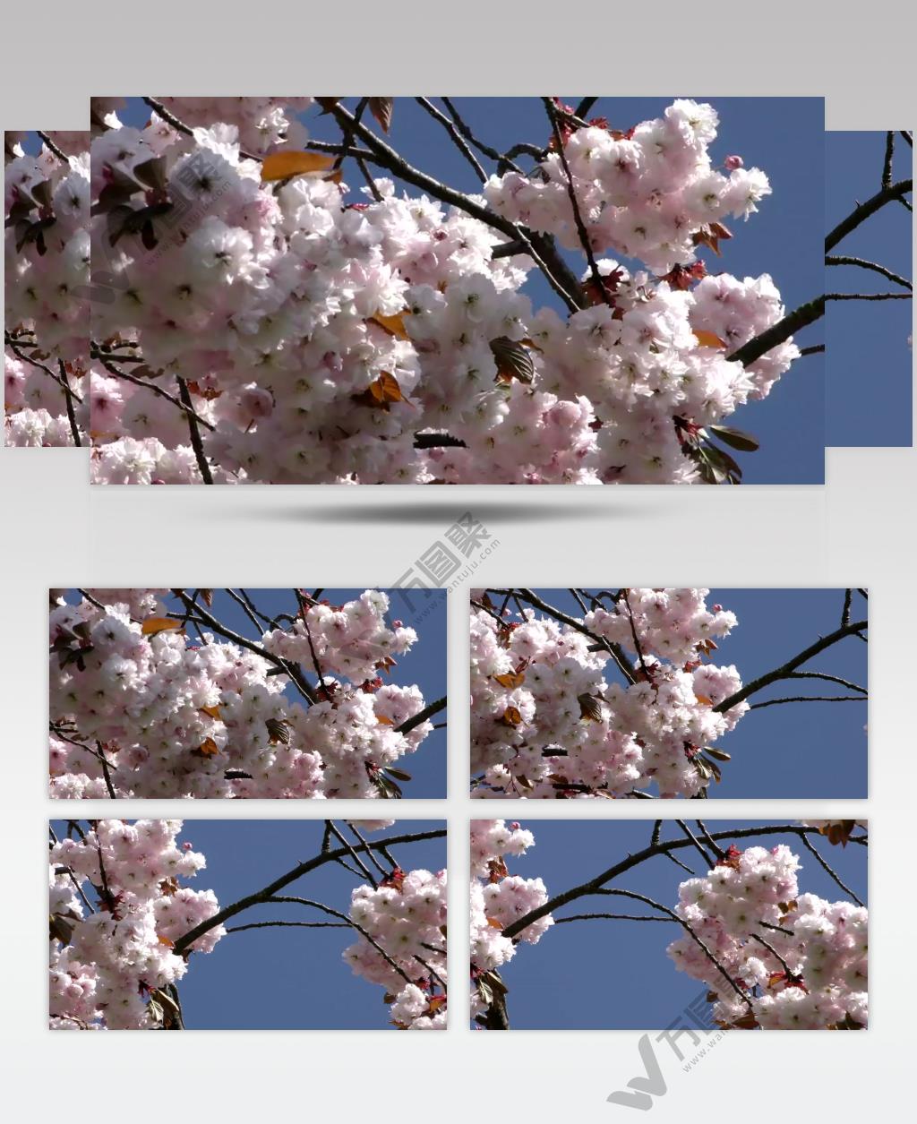 实拍春天樱花树上的樱花盛开