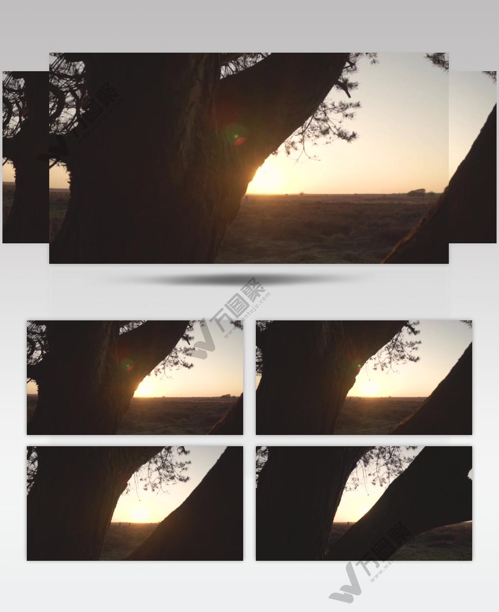 透过一棵树在草原上落日