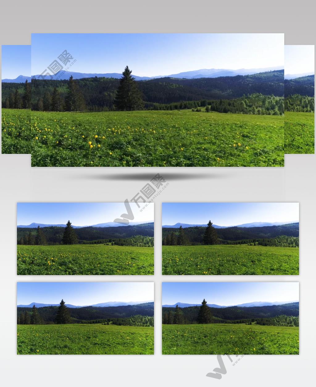 乡间开着松树在山脊上开着花