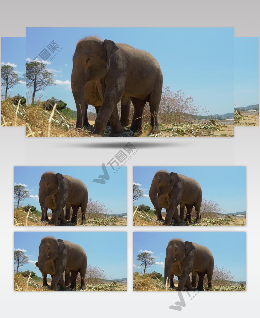 两只非洲大象在太阳下吃稀树草杆