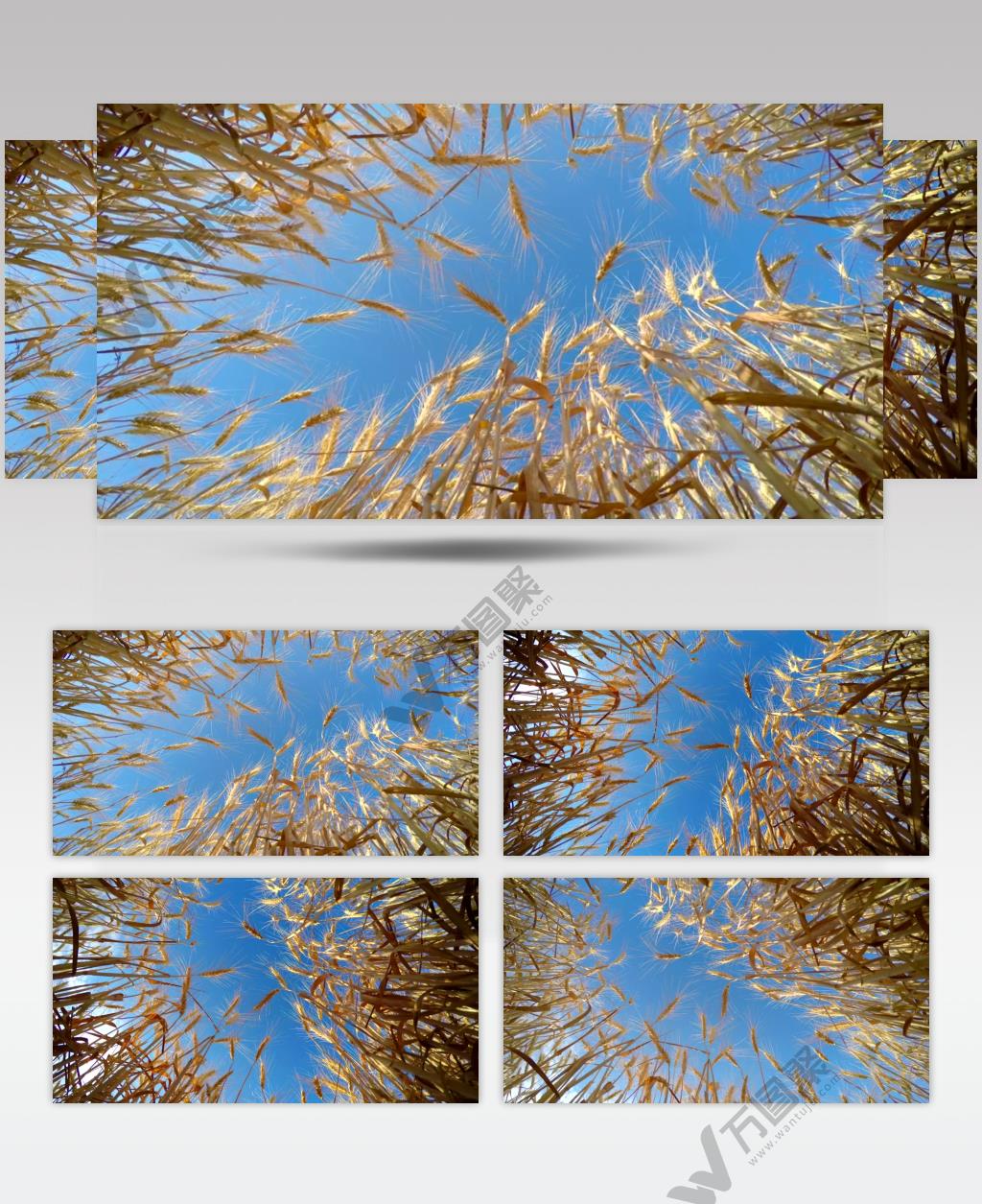 蓝天下农田里金色小麦