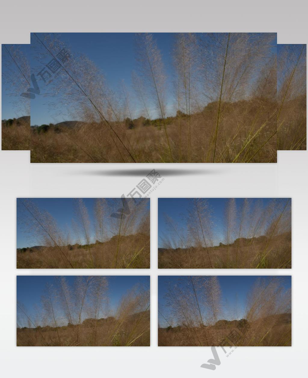 蓝天白云下的芦苇草