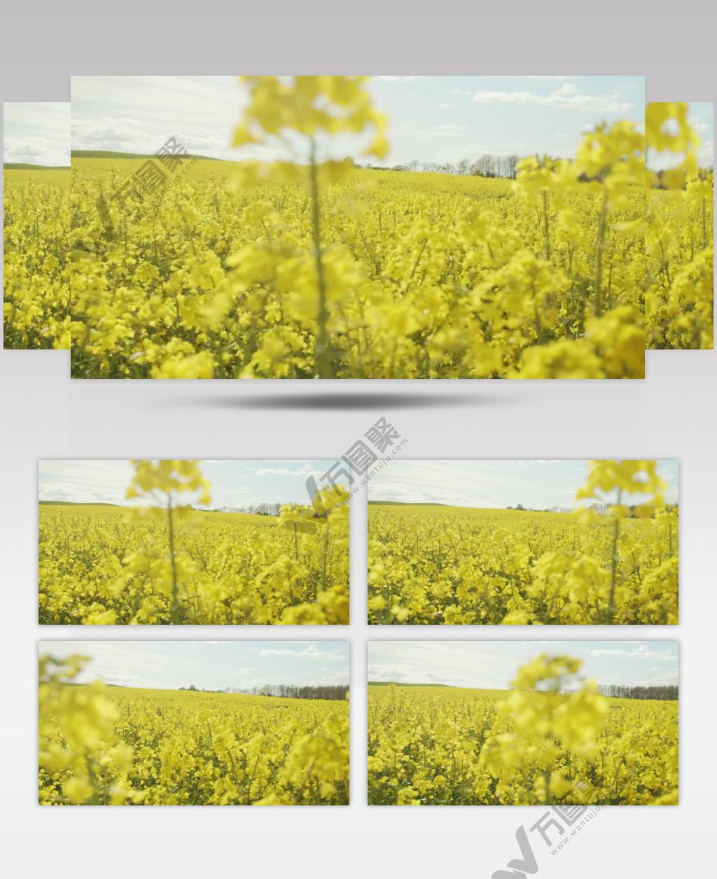 蓝天白云下的油菜花田风景