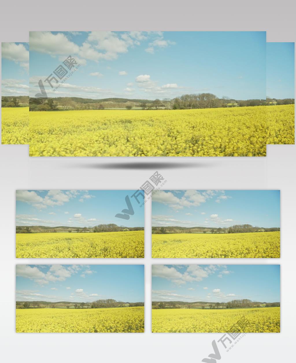 蓝天白云下的油菜花田风景