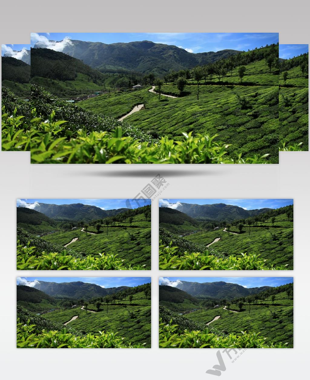 实拍茶山上的茶园风景