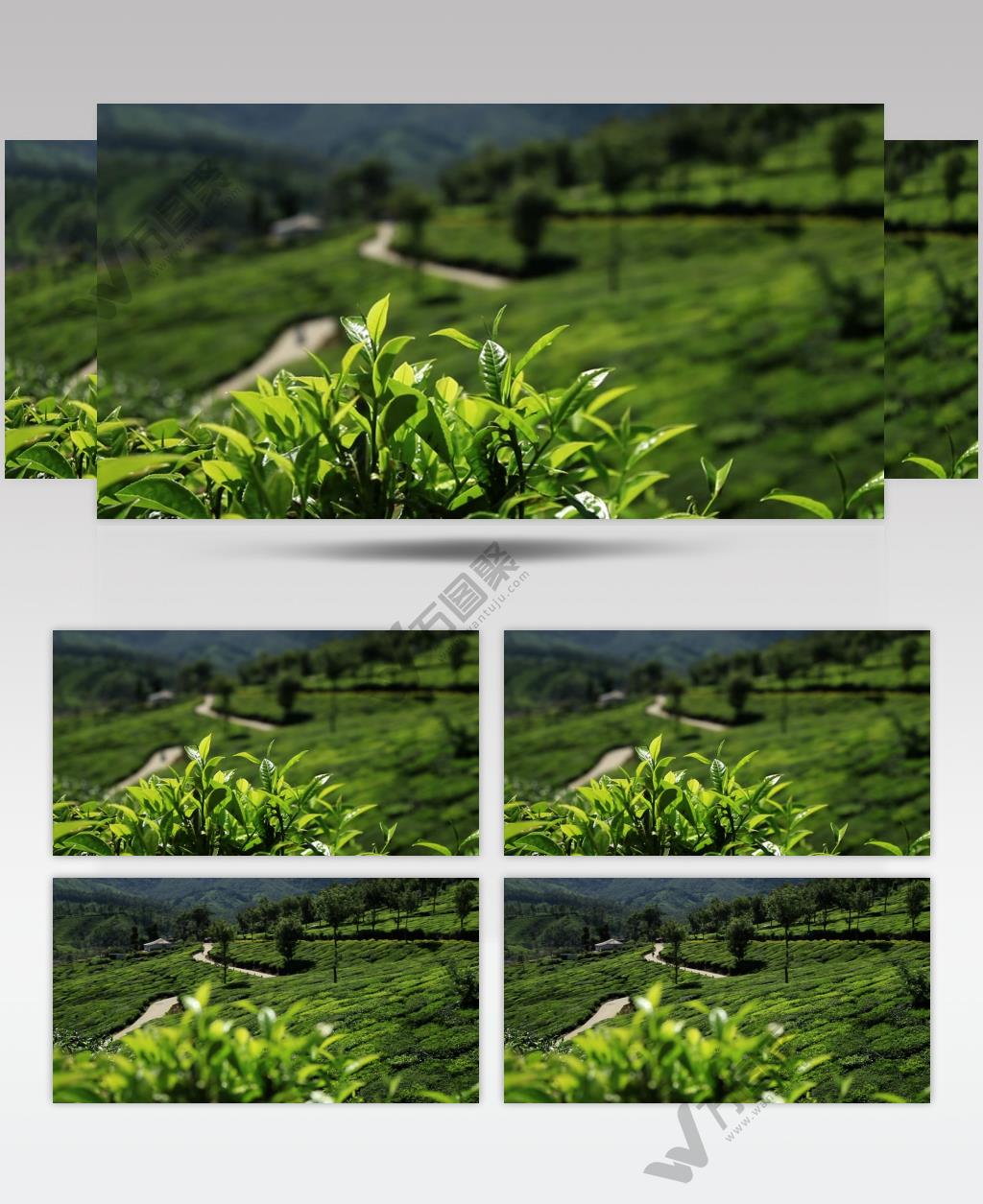 山坡上的茶叶种植园