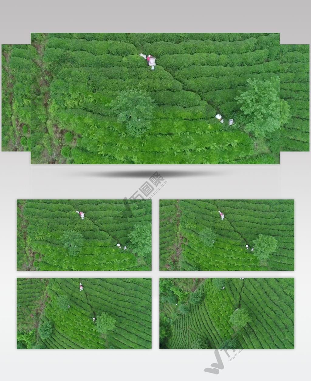 航拍茶山上采茶工忙着采茶叶