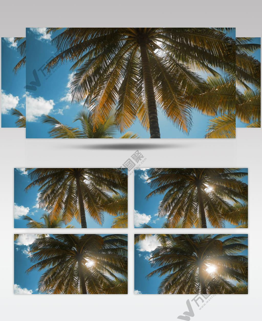 蓝天白云阳光穿透过棕榈树照耀