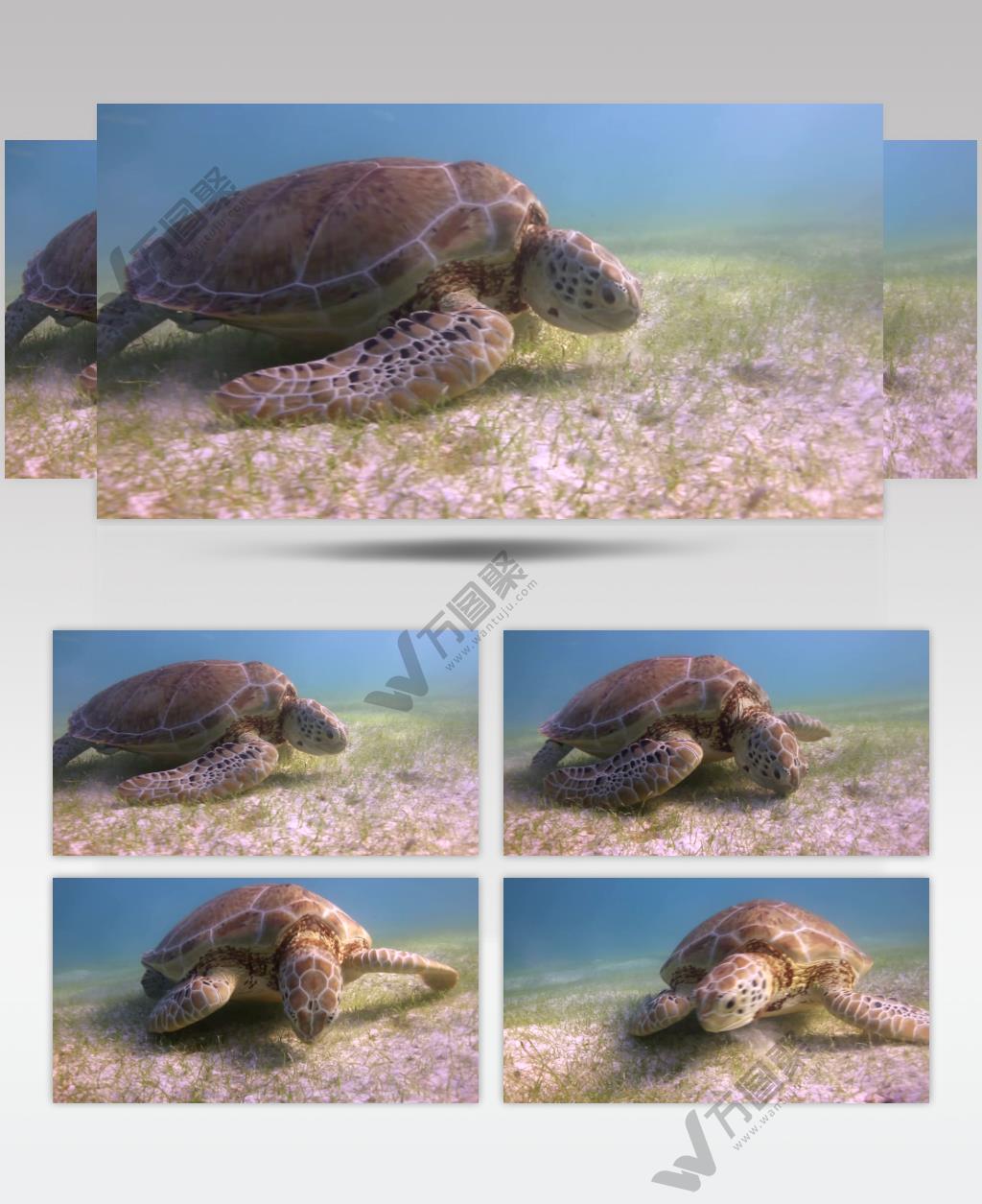 实拍大海里的海龟