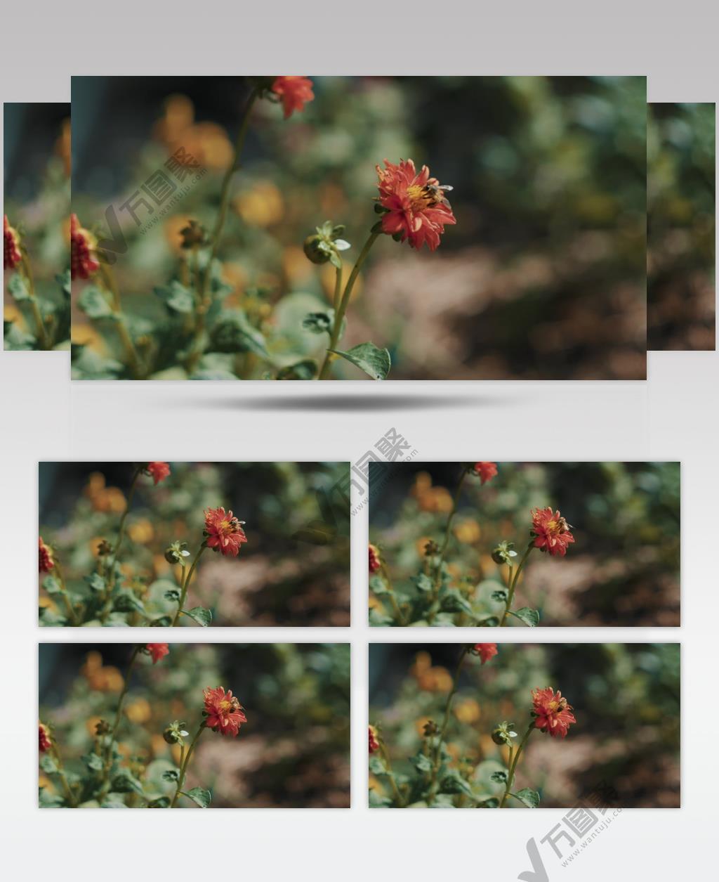 高清实拍蜜蜂在橙色花朵上采蜜