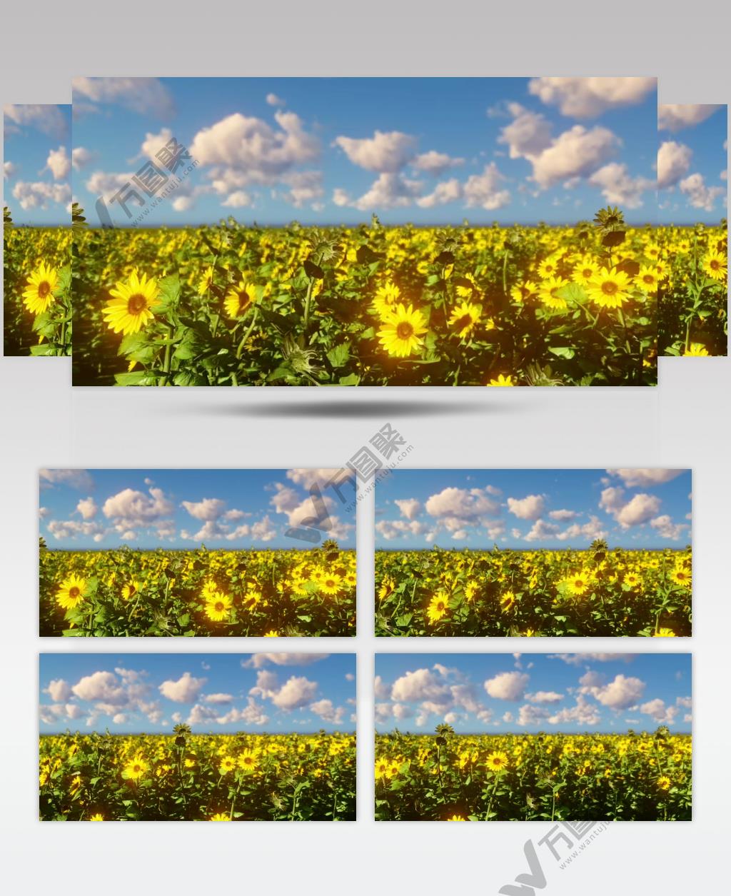 3D渲染晴朗天空下向日葵田美景