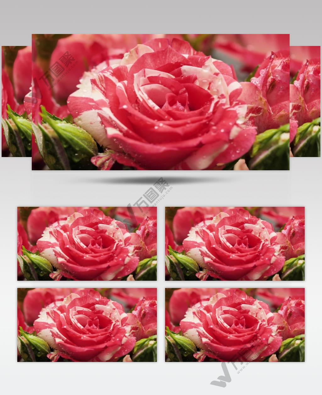 高清实拍美丽的粉红色玫瑰