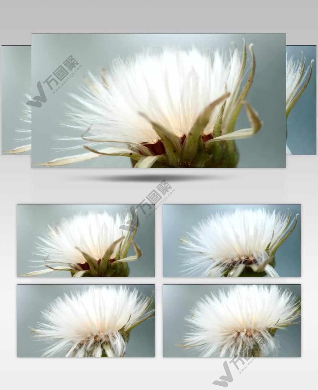 延时摄影盛开的蒲公英