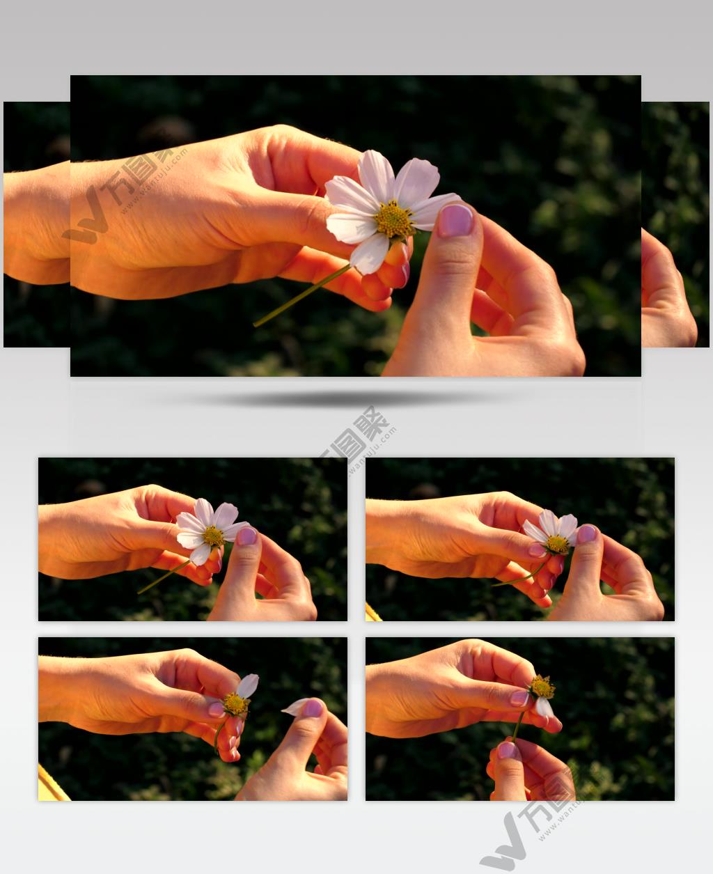 从洋甘菊花上摘花瓣的人