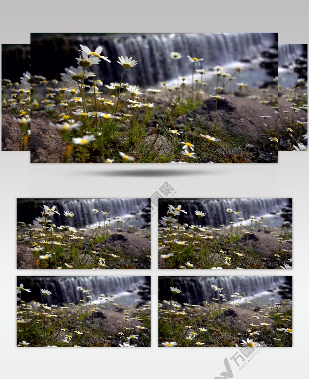一个大瀑布附近的雏菊花高清实拍