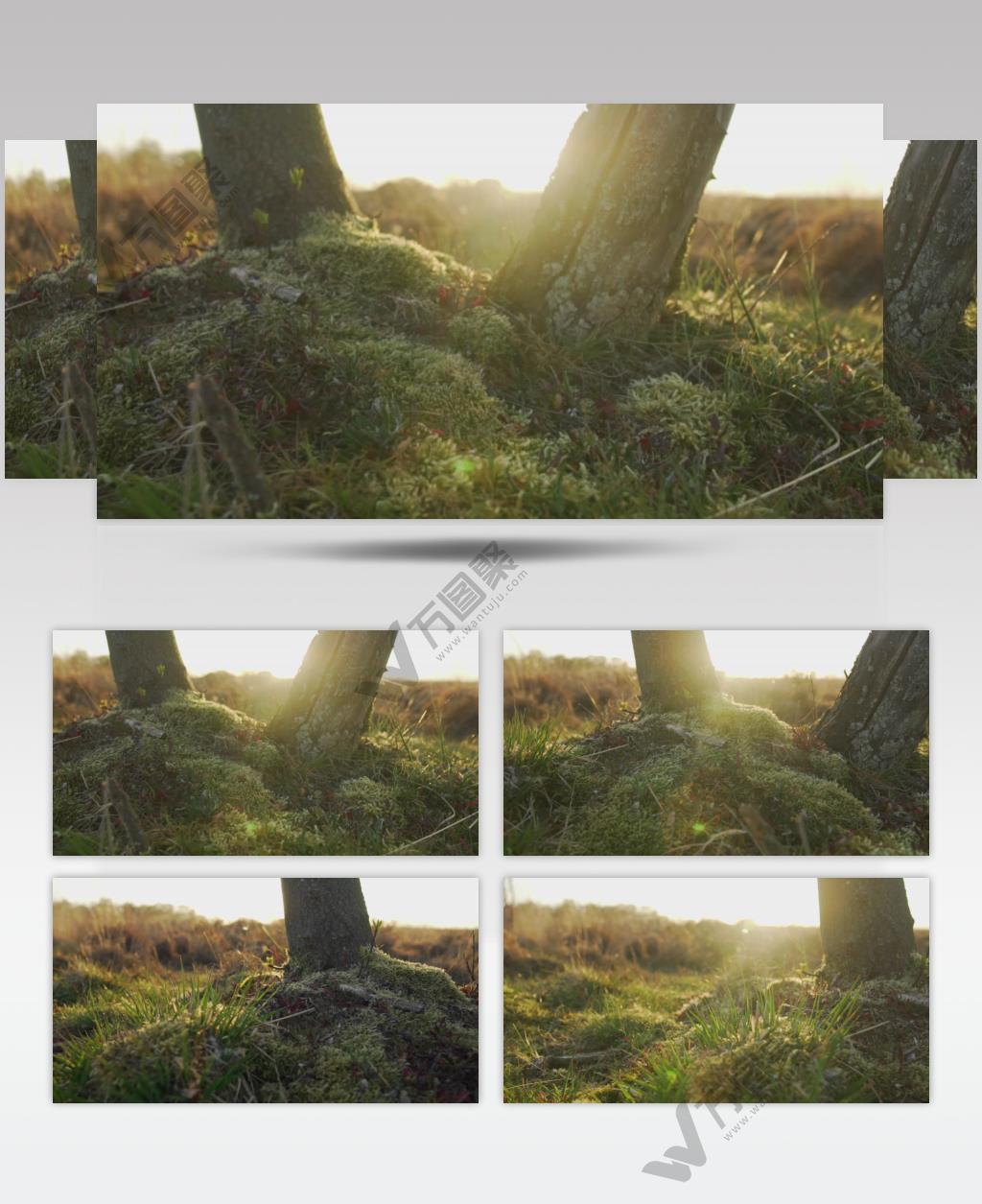 清晨阳光照耀下的森林植物实拍