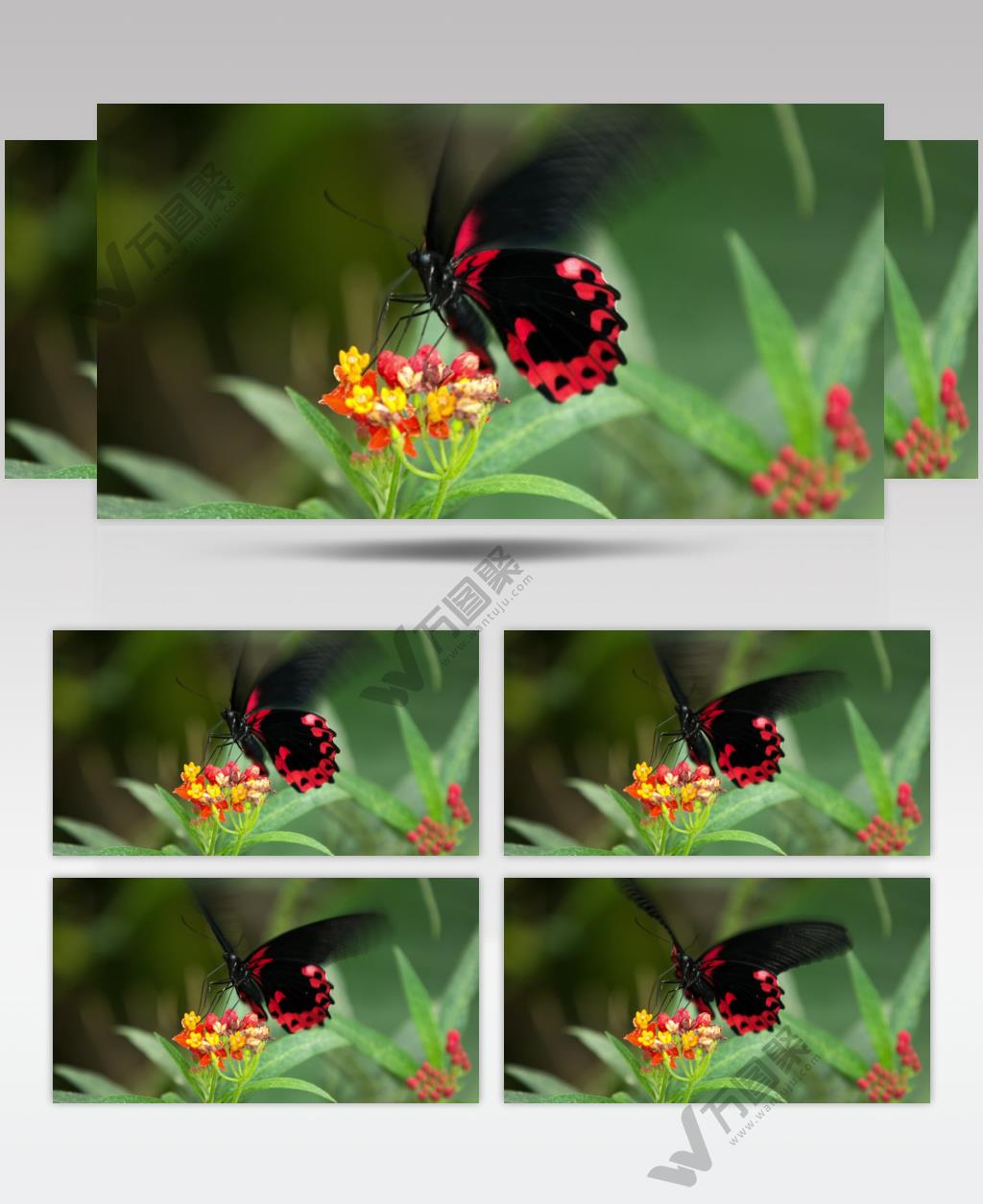 高清实拍红黑色蝴蝶在花朵上