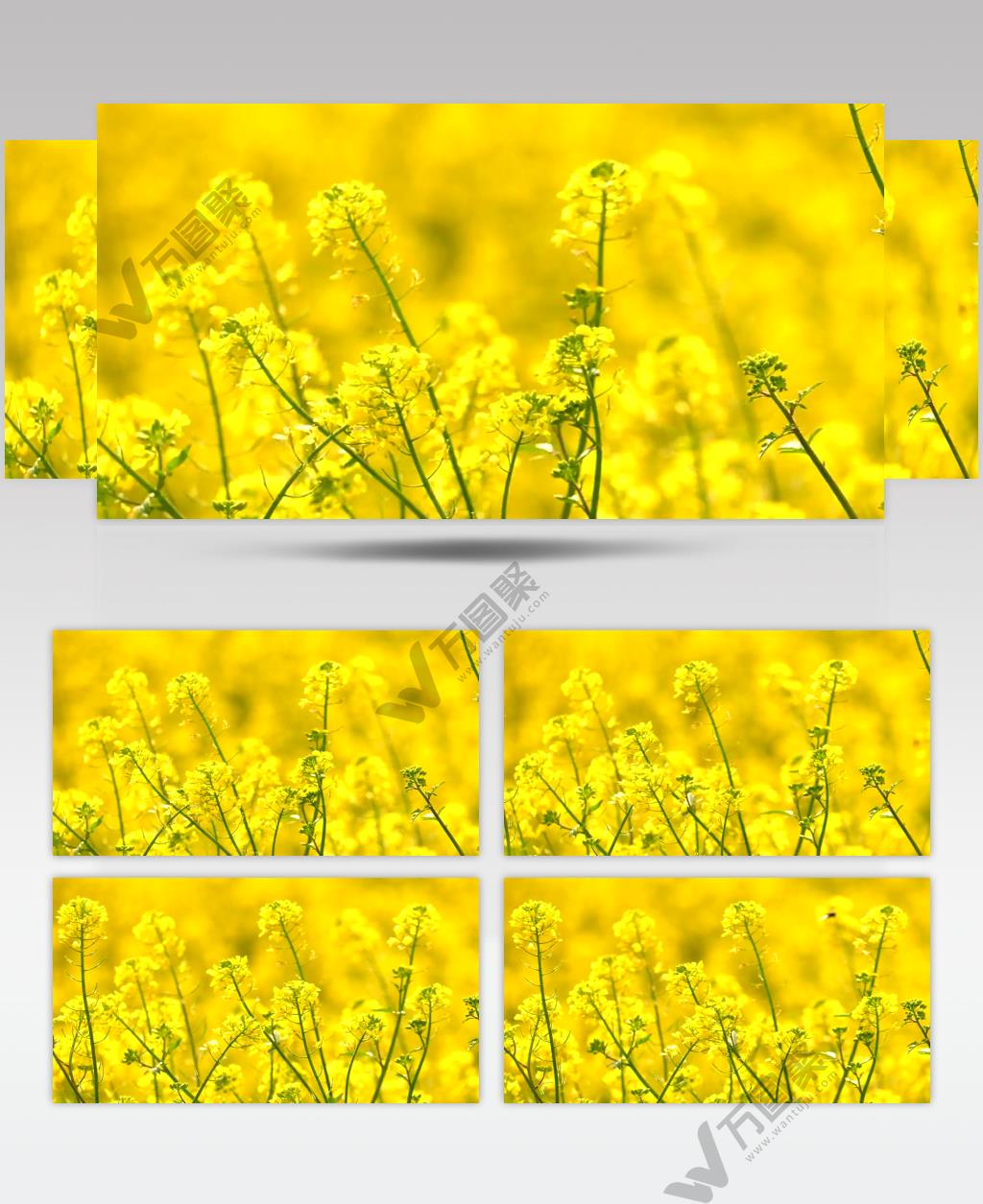 高清实拍田园里的油菜花