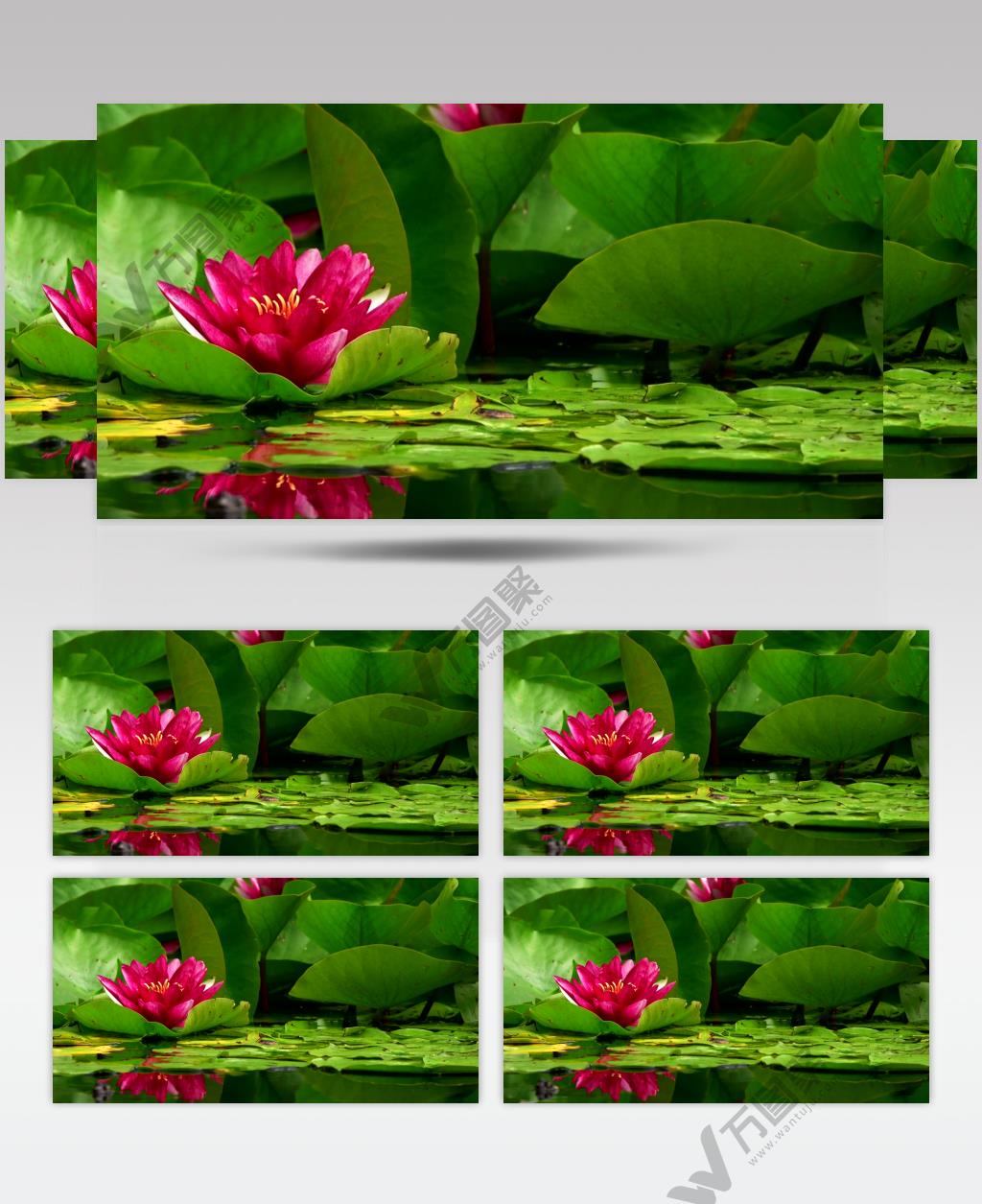 高清实拍湖面上的莲花