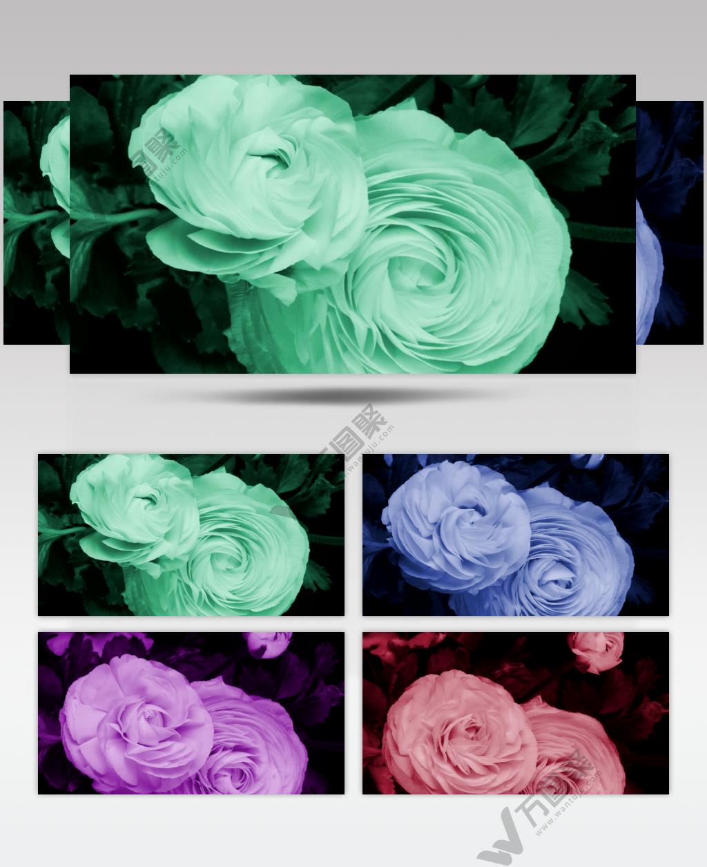 延时摄影花朵绽放变色的特写