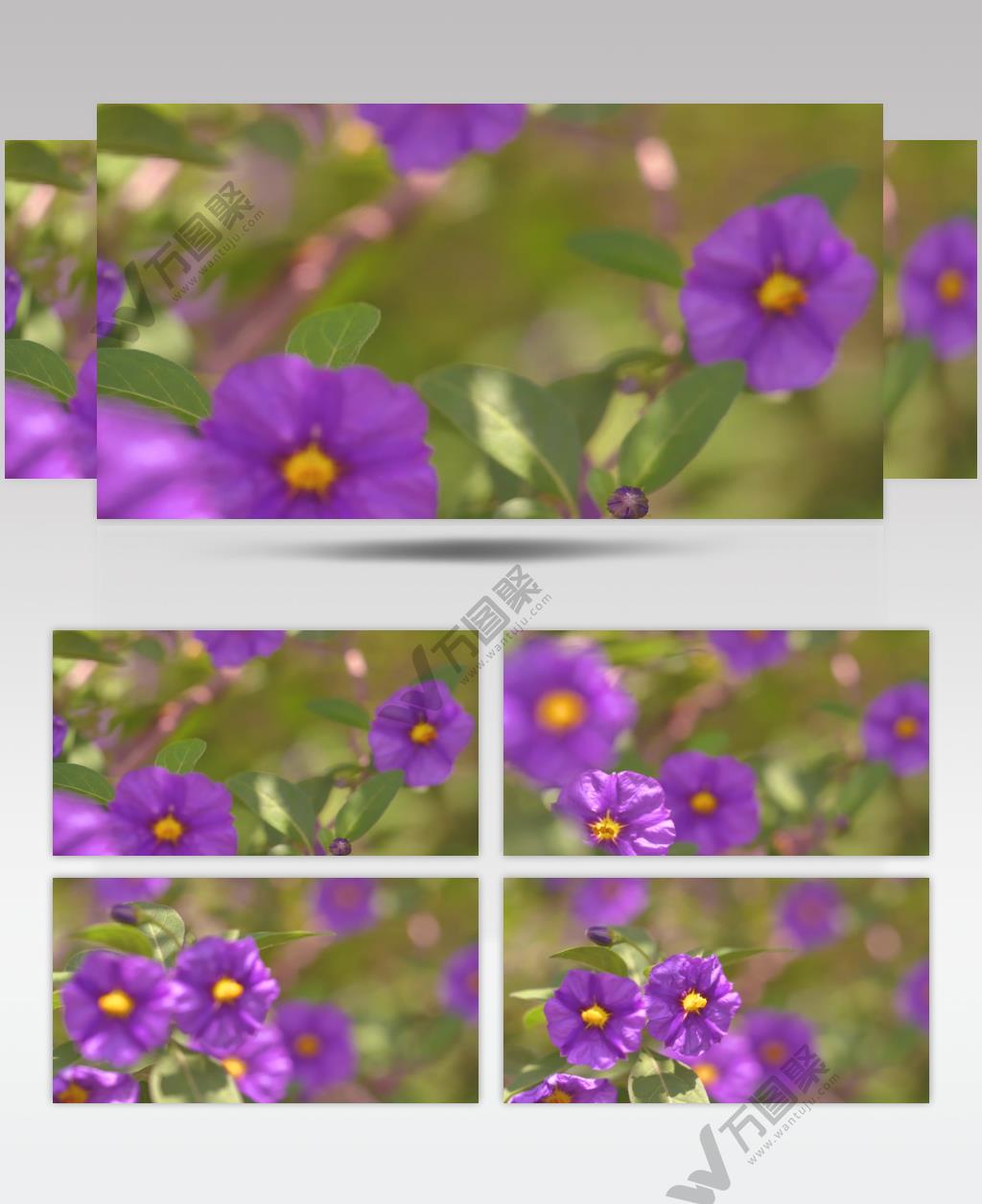 高清实拍随风飘动的紫色喇叭花