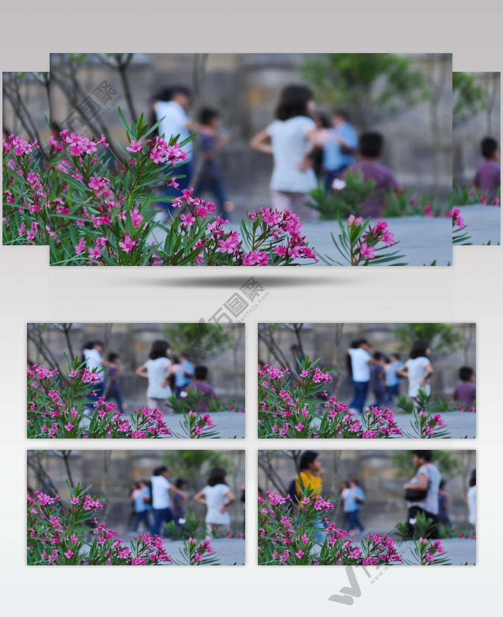 广场上开着粉红色的小花