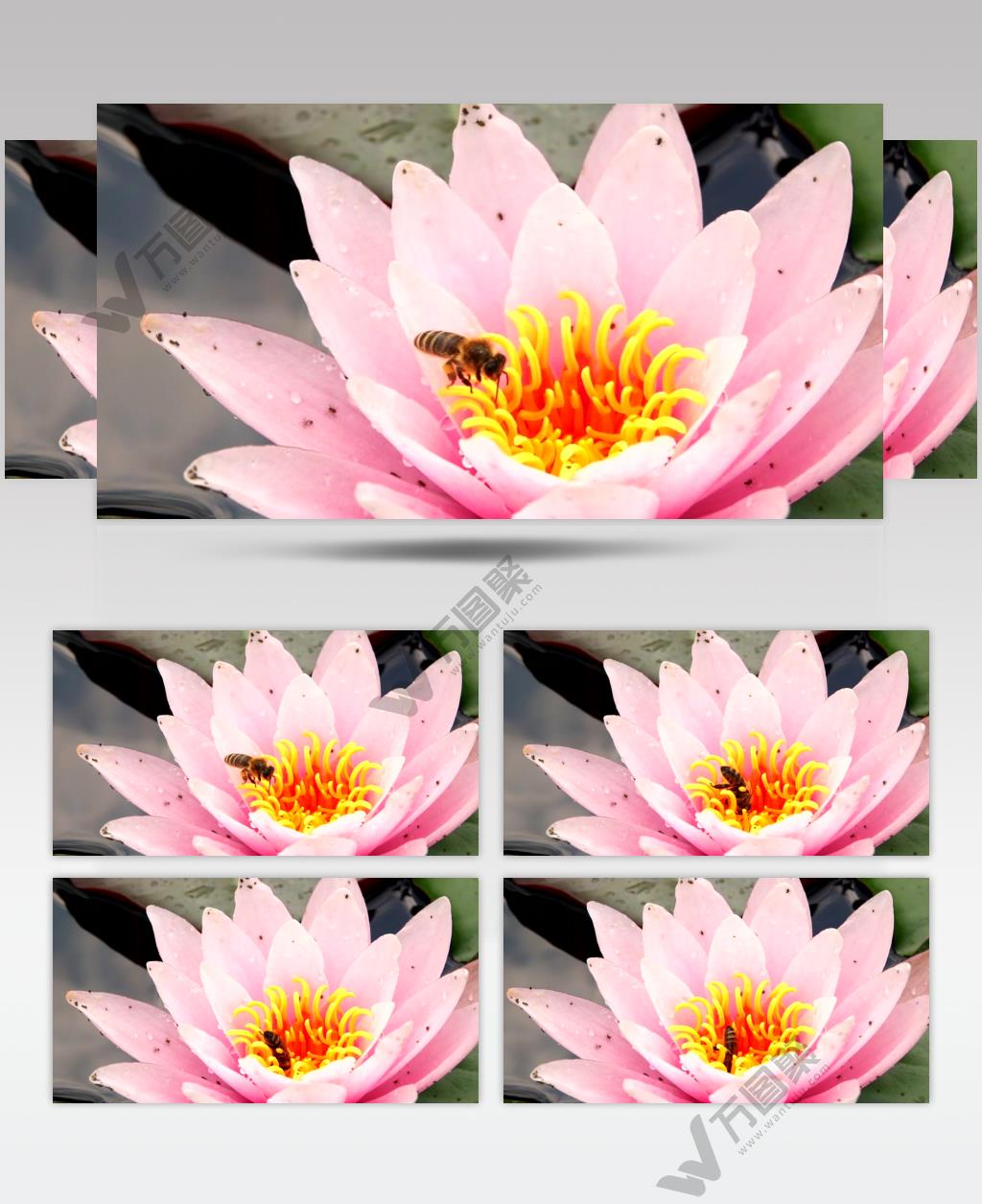 池塘莲花上的蜜蜂采蜜高清实拍