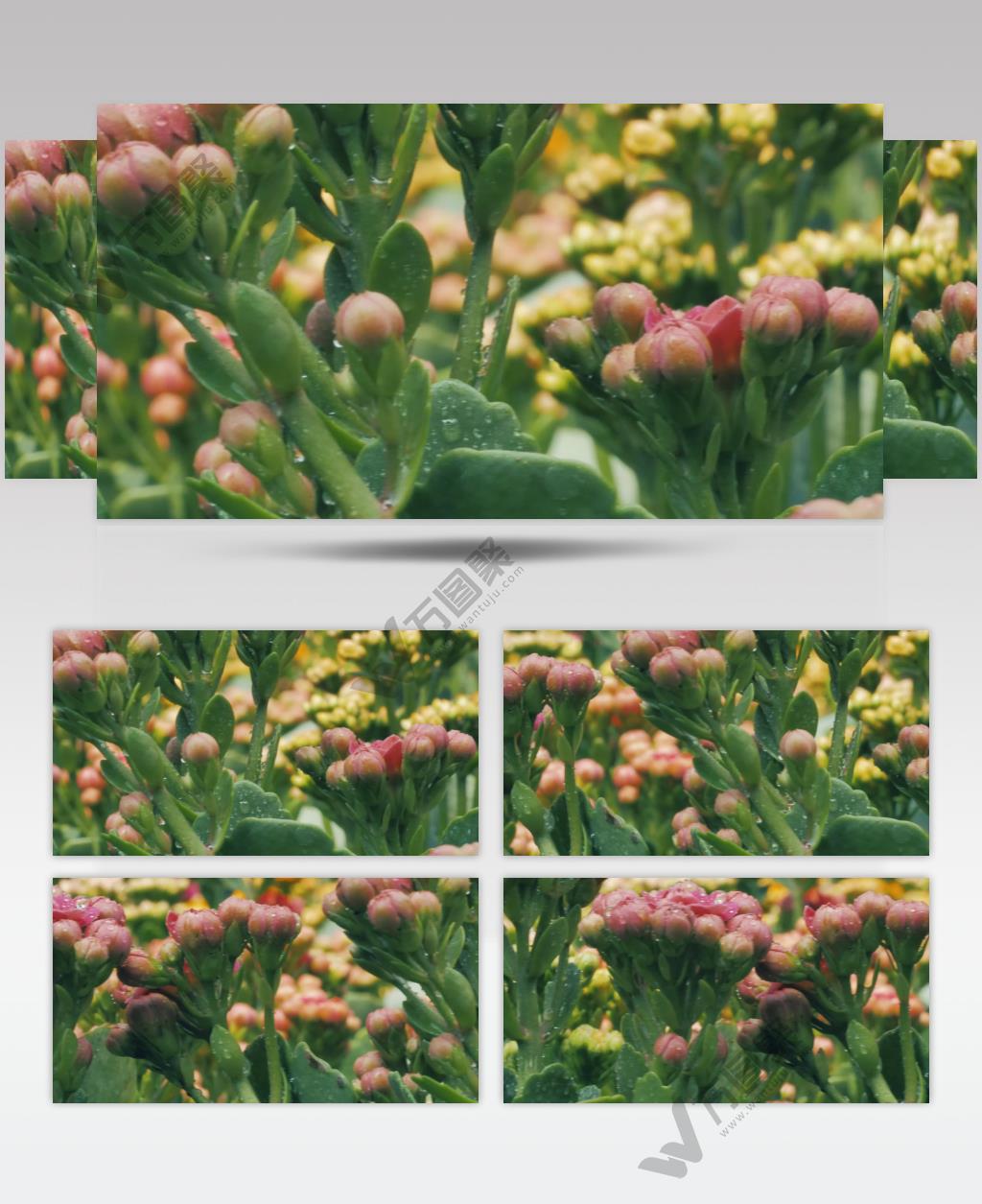 高清实拍满是水珠含苞待放的花骨朵