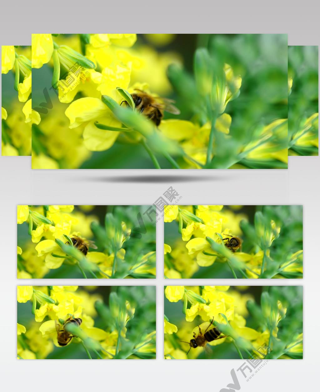 高清实拍蜜蜂授粉一朵黄色的花