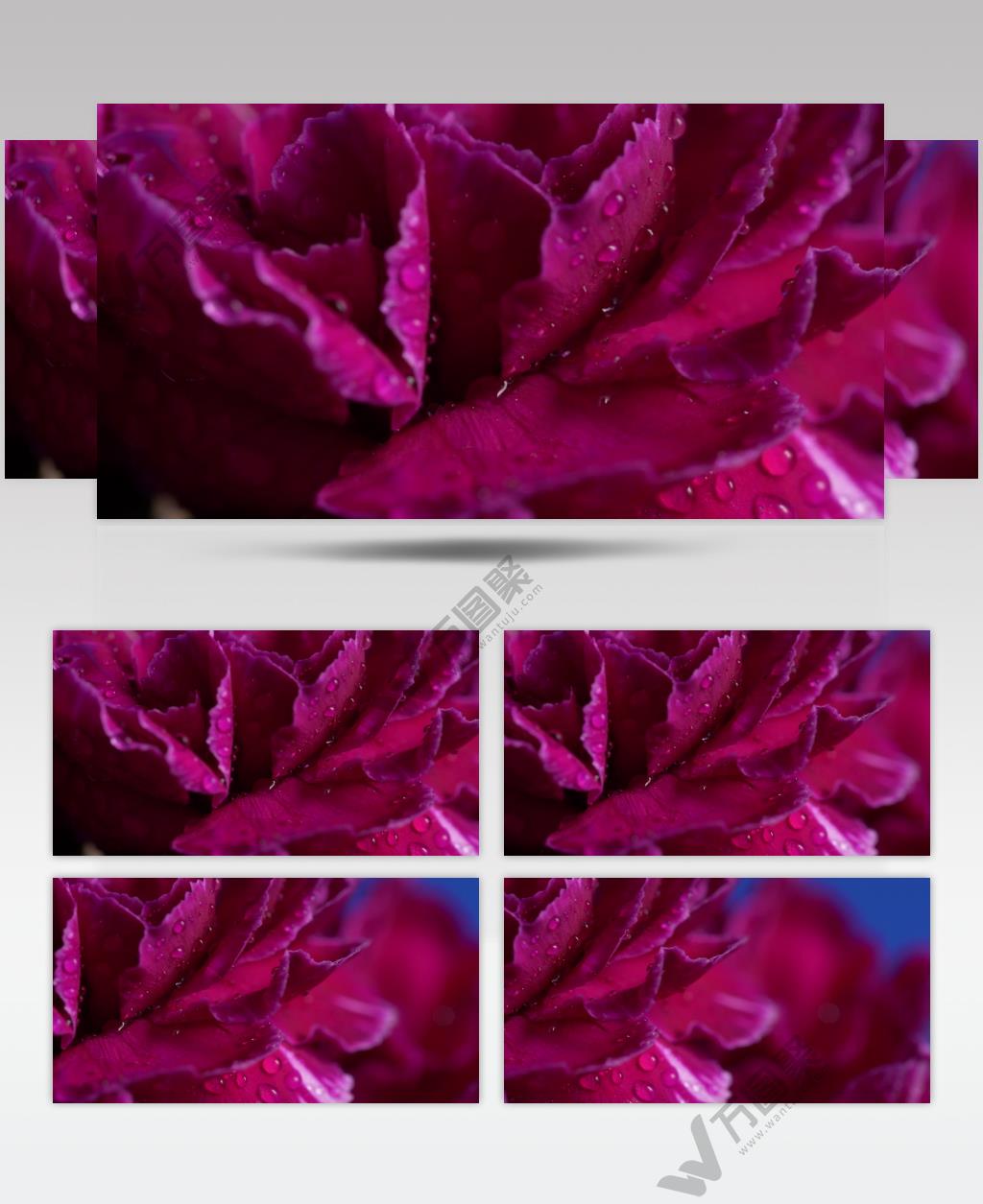 高清实拍沾满水珠的鲜花