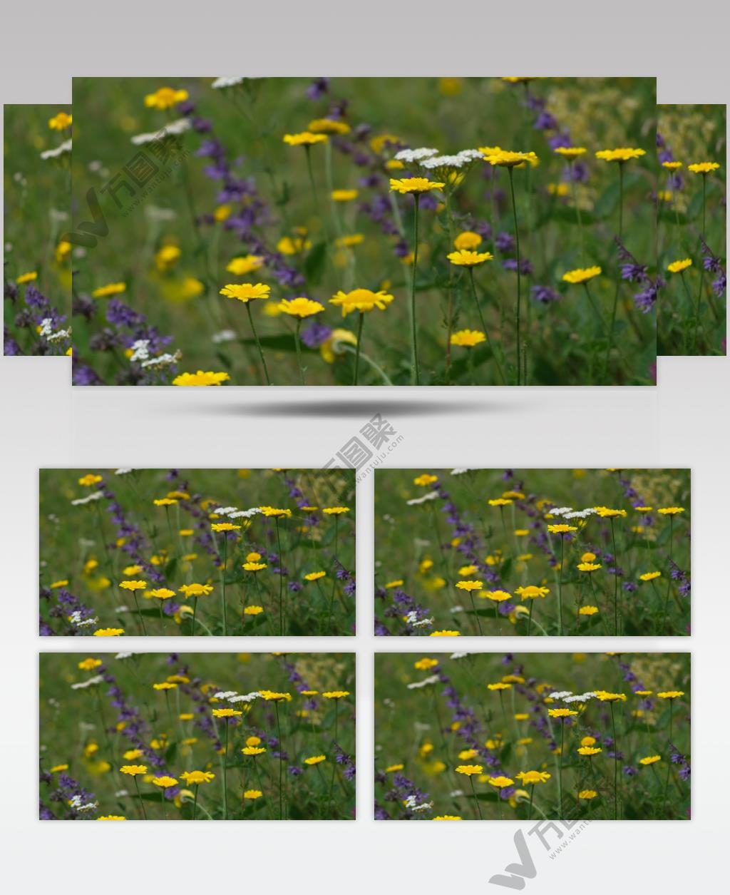 高清实拍大自然田野中的花朵