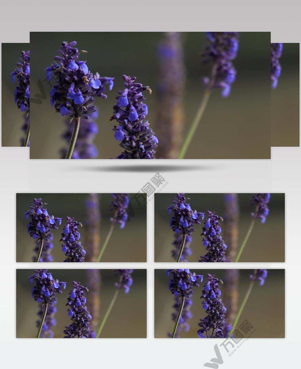 高清实拍薰衣草花在田野中摇曳