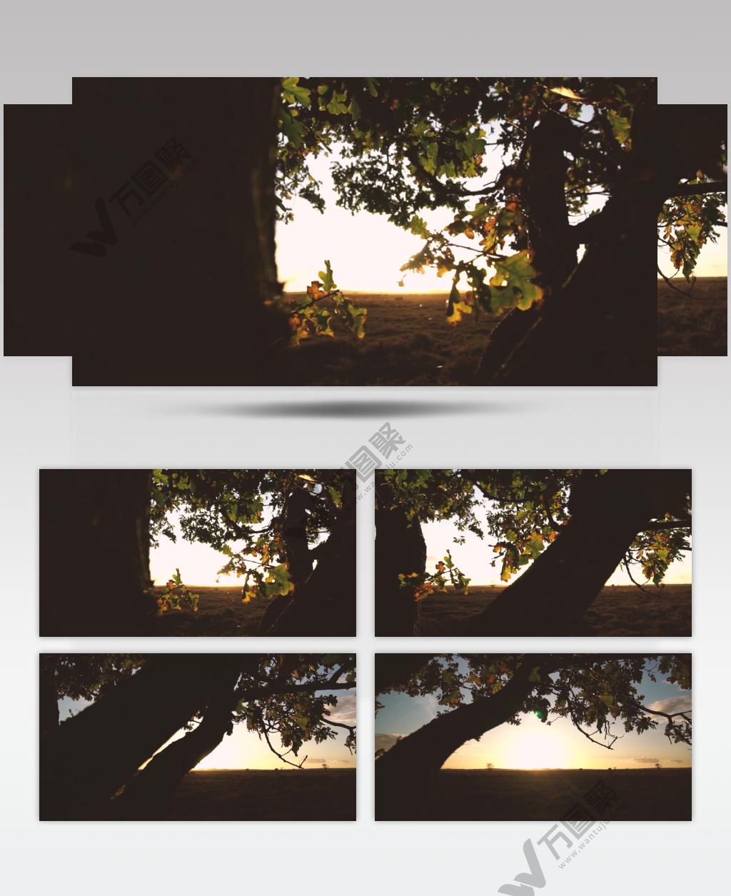 日落阳光前一棵树的剪影实拍视频