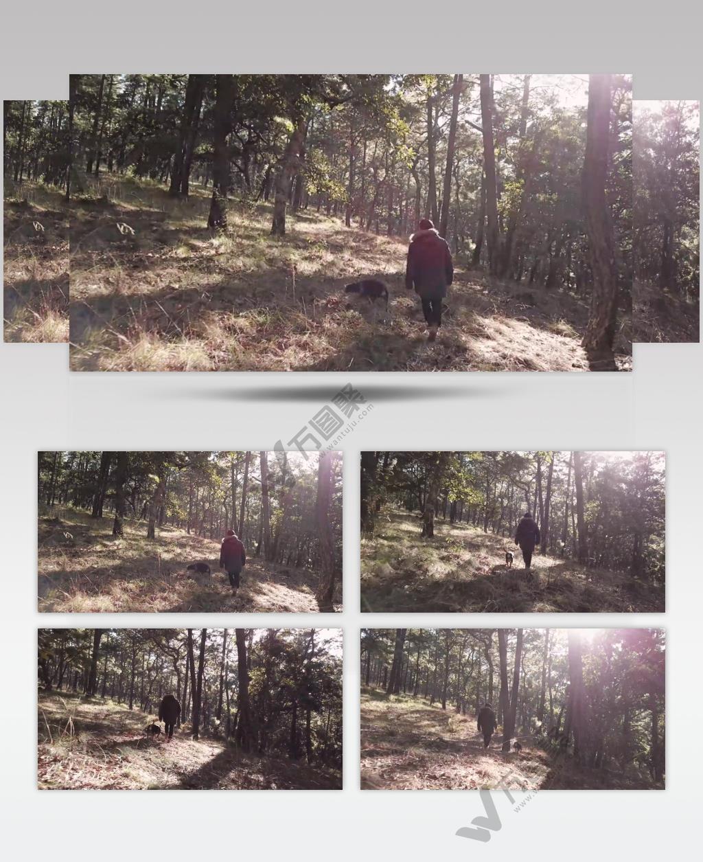 主人和狗走在树林间行走实拍视频