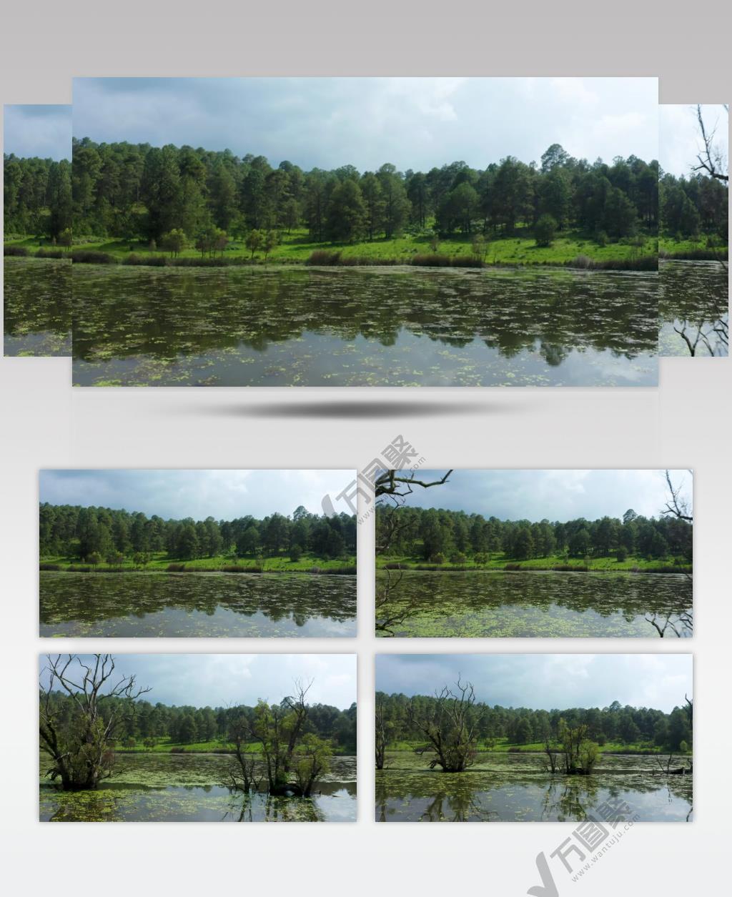 航拍森林边上的湖泊美景实拍视频