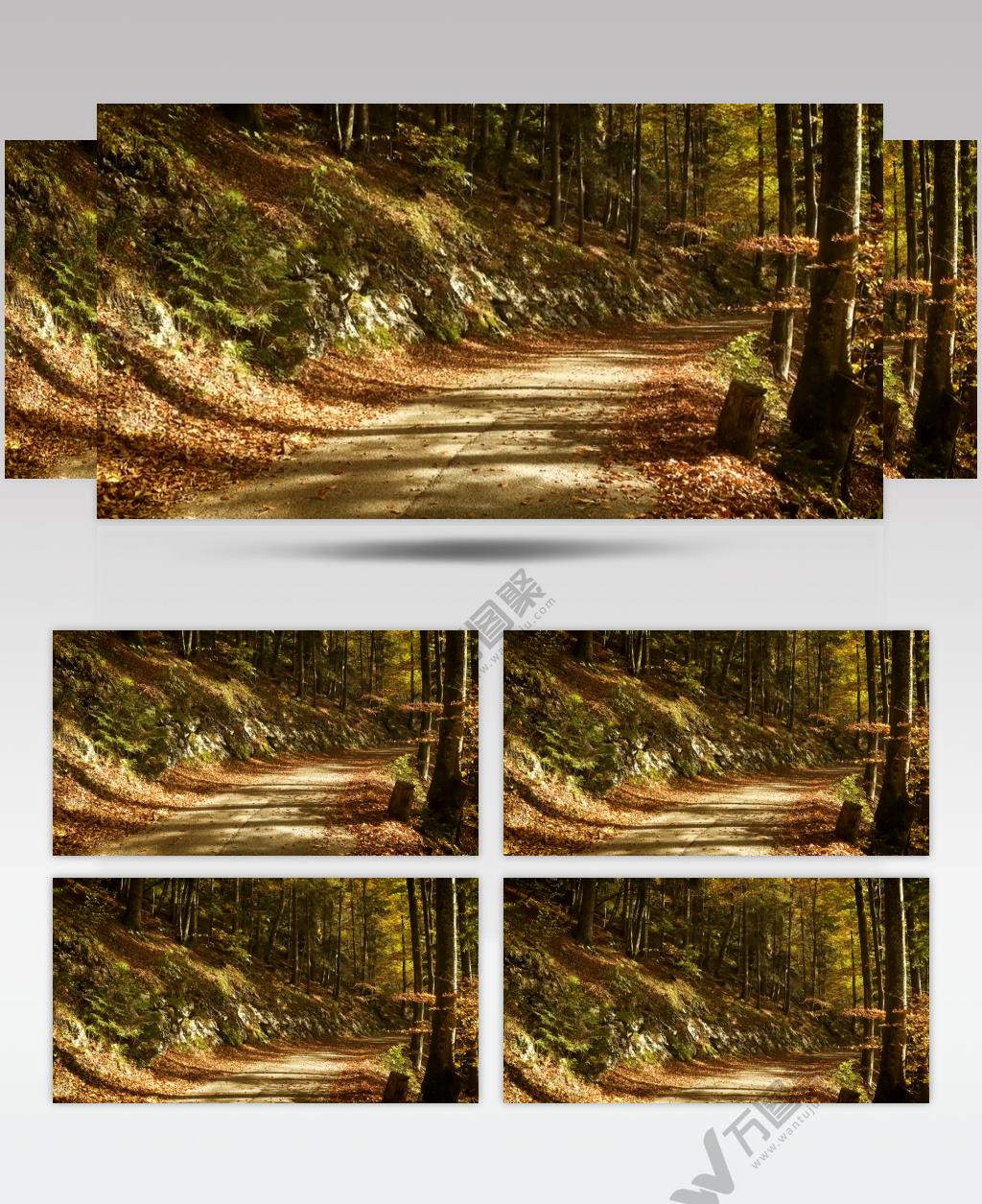 秋天森林里的空路实拍视频