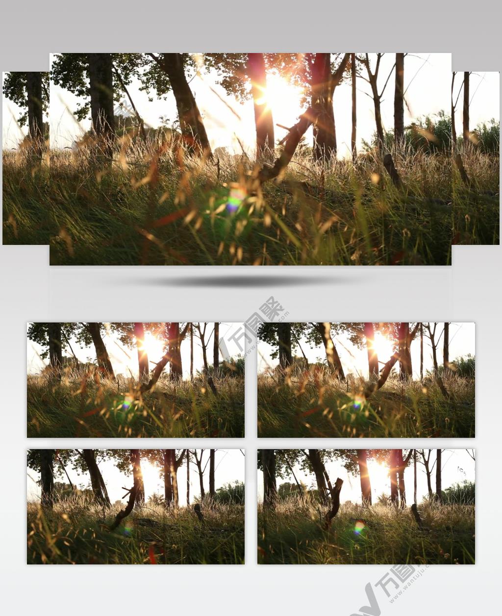 日落夕阳下的森林草地美景实拍视频