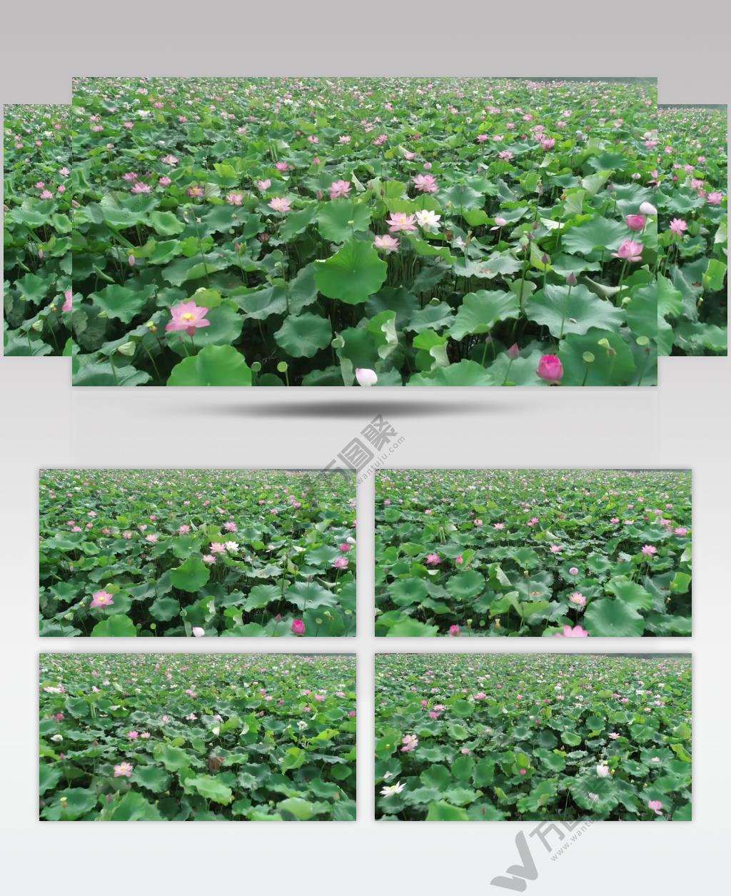 荷花 荷叶 艺术  航拍视频素材  湖泊 美景