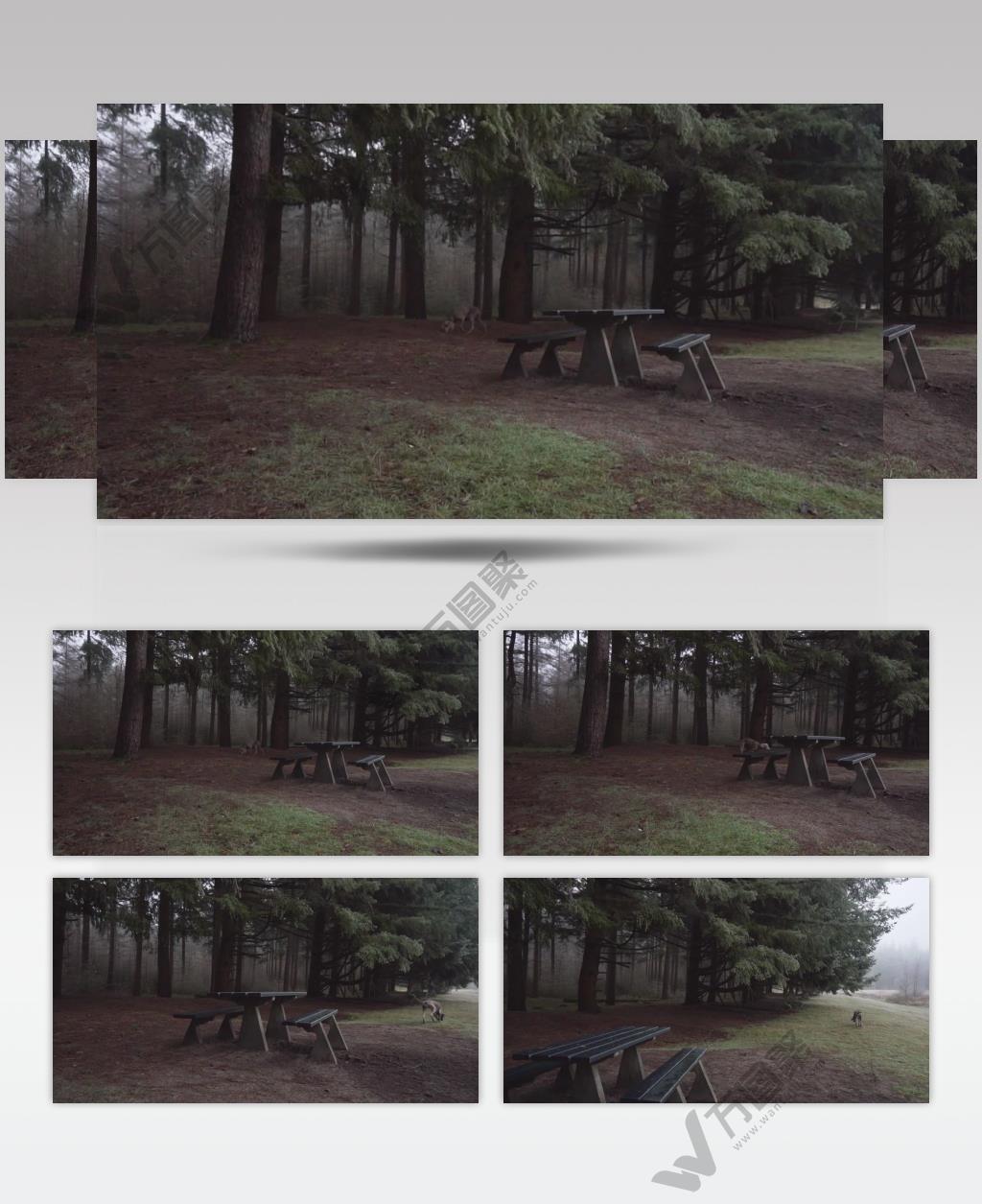 松树林里的灰狗实拍视频