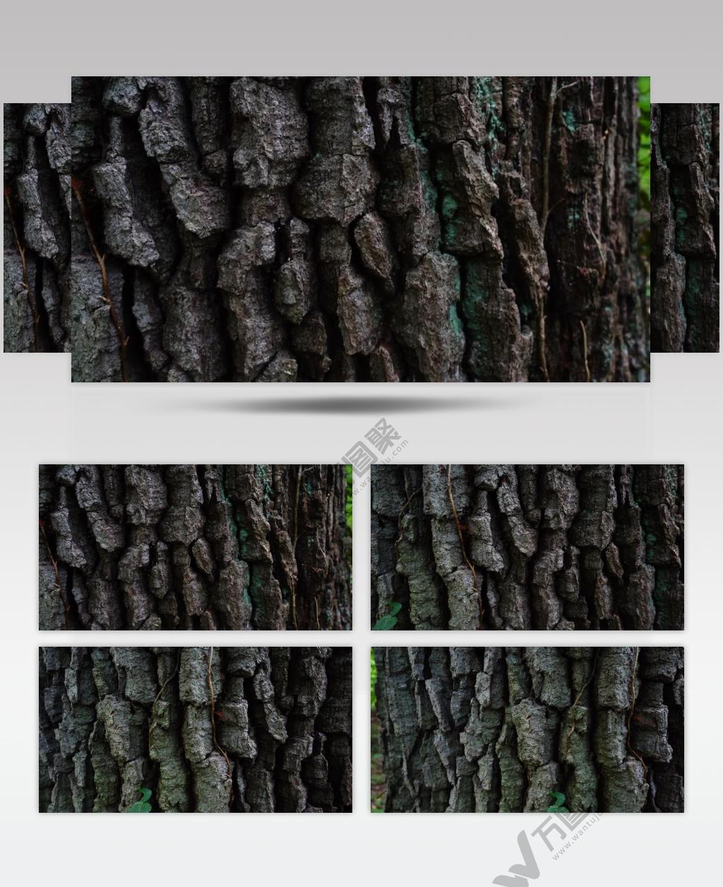 森林里树干纹理实拍视频