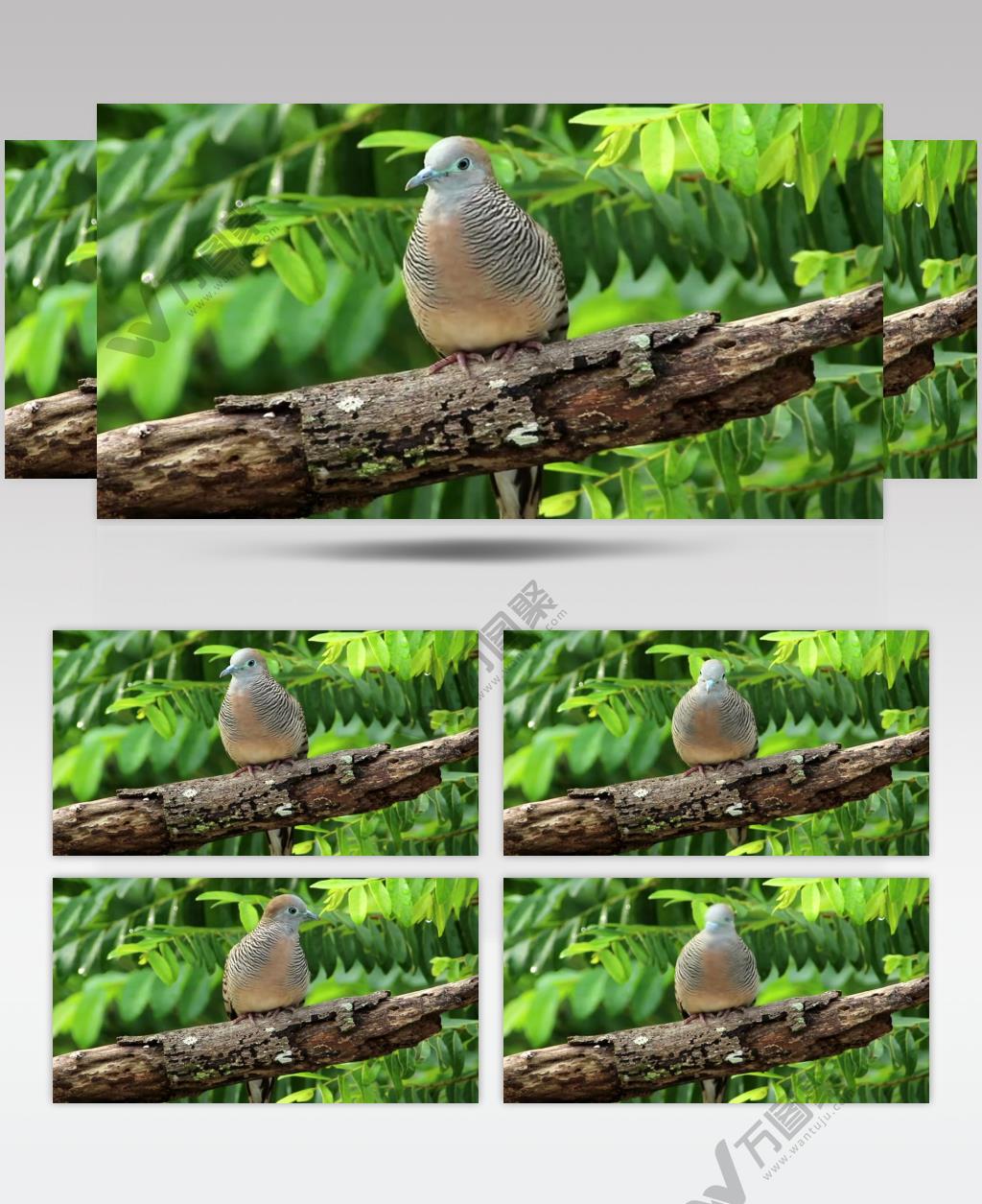 树林里的鸽子实拍视频