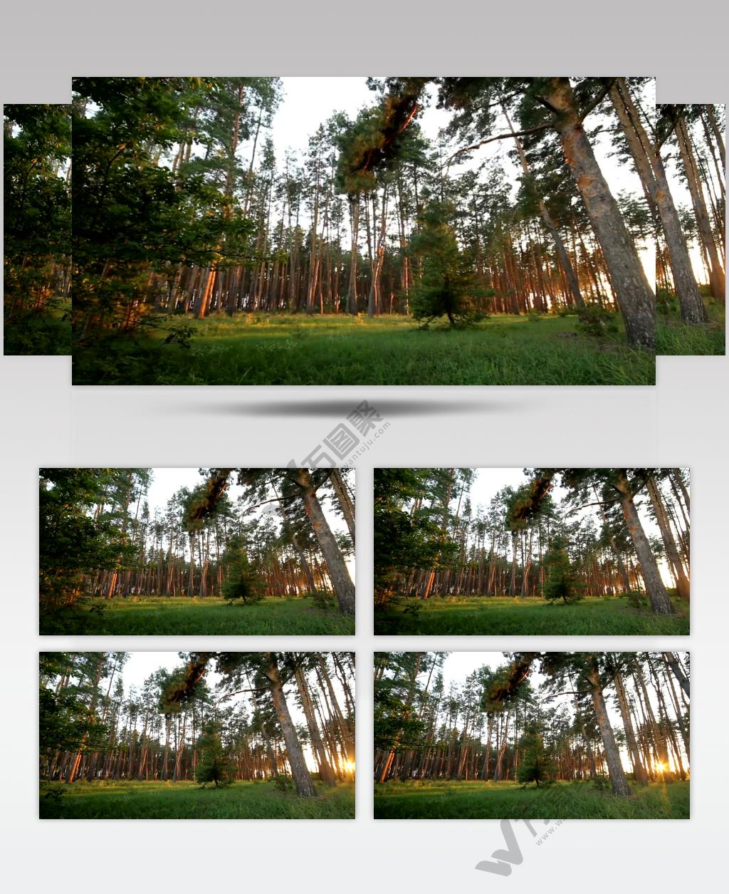 美丽森林中的日落美景实拍视频