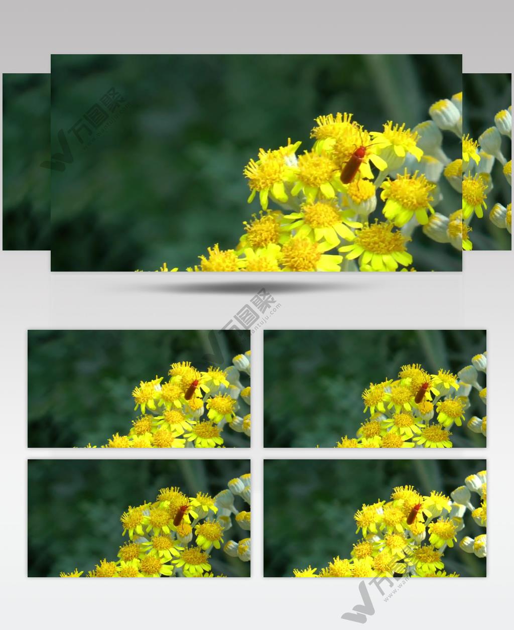 黄色花朵上的昆虫实拍视频