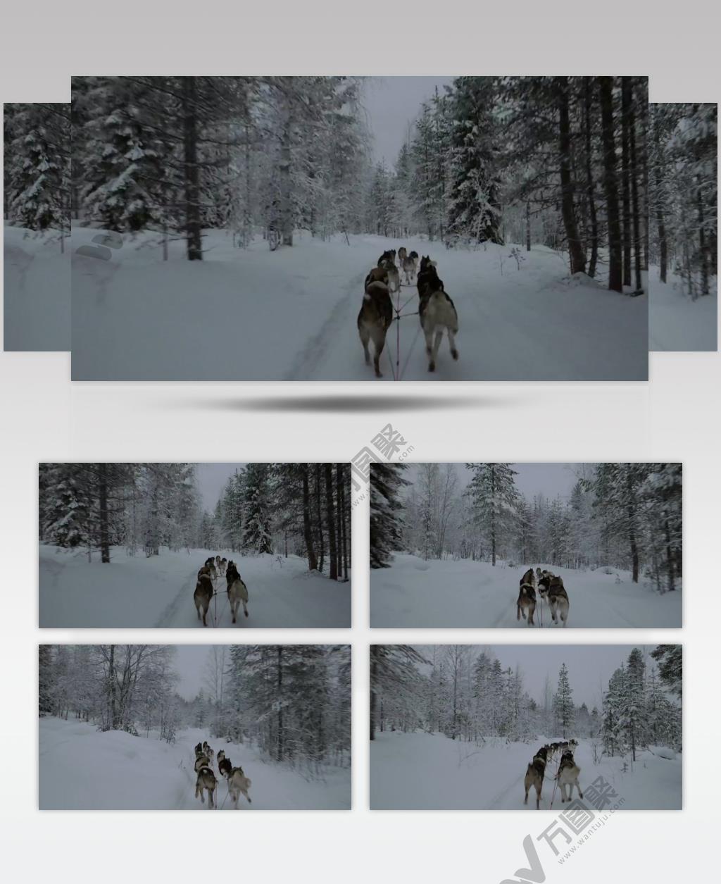 冬天狗拉雪橇穿过森林实拍视频