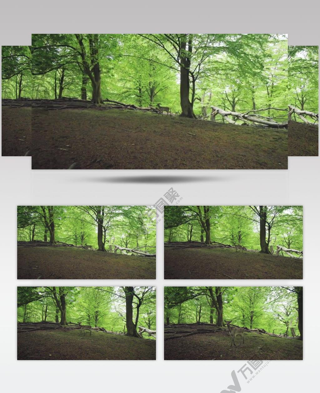 低空摄影森林空地中的梅花鹿实拍视频