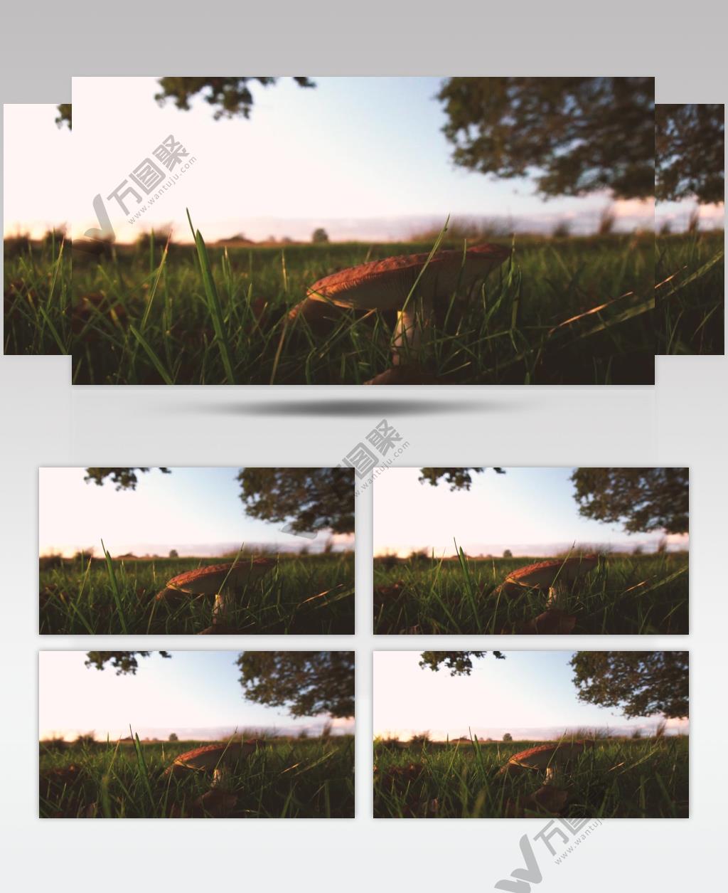 森林草丛中的蘑菇实拍视频