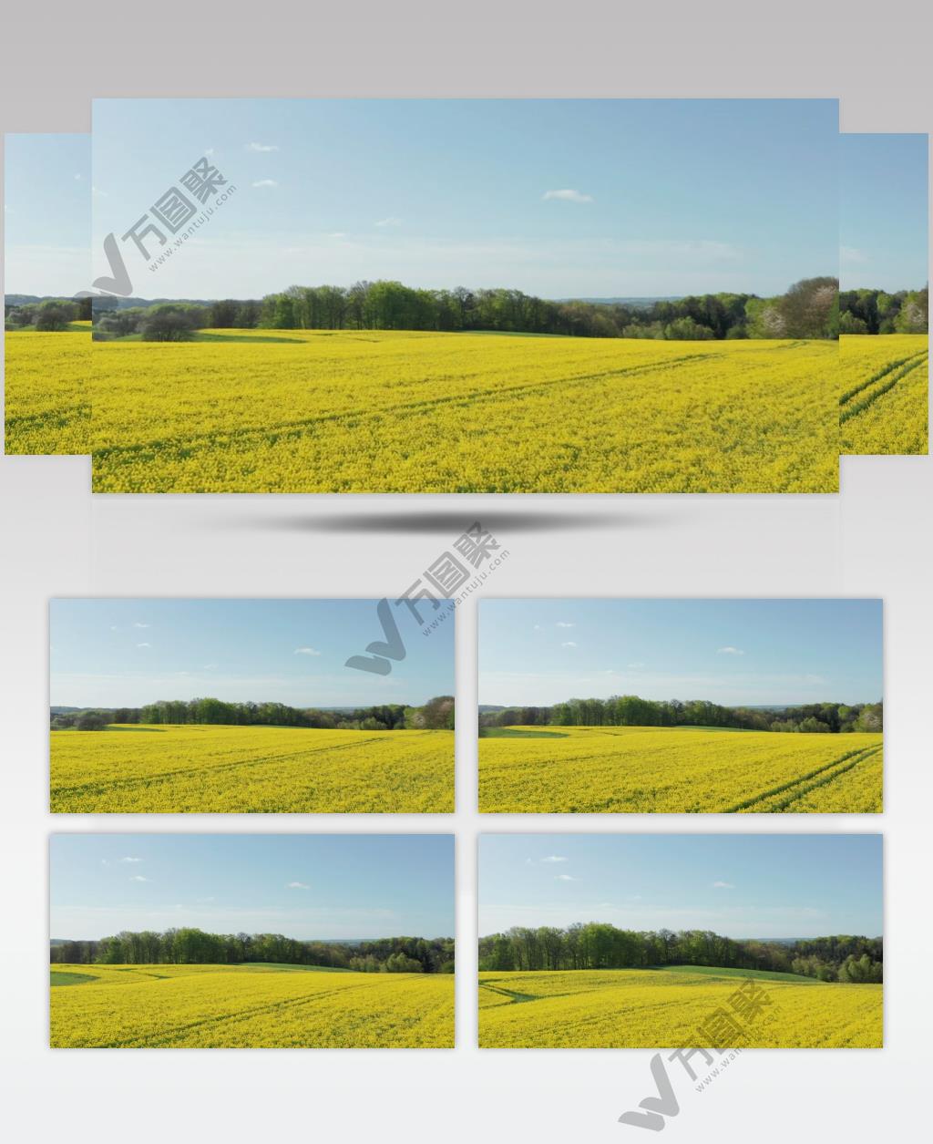 航拍油菜花田园美景实拍视频