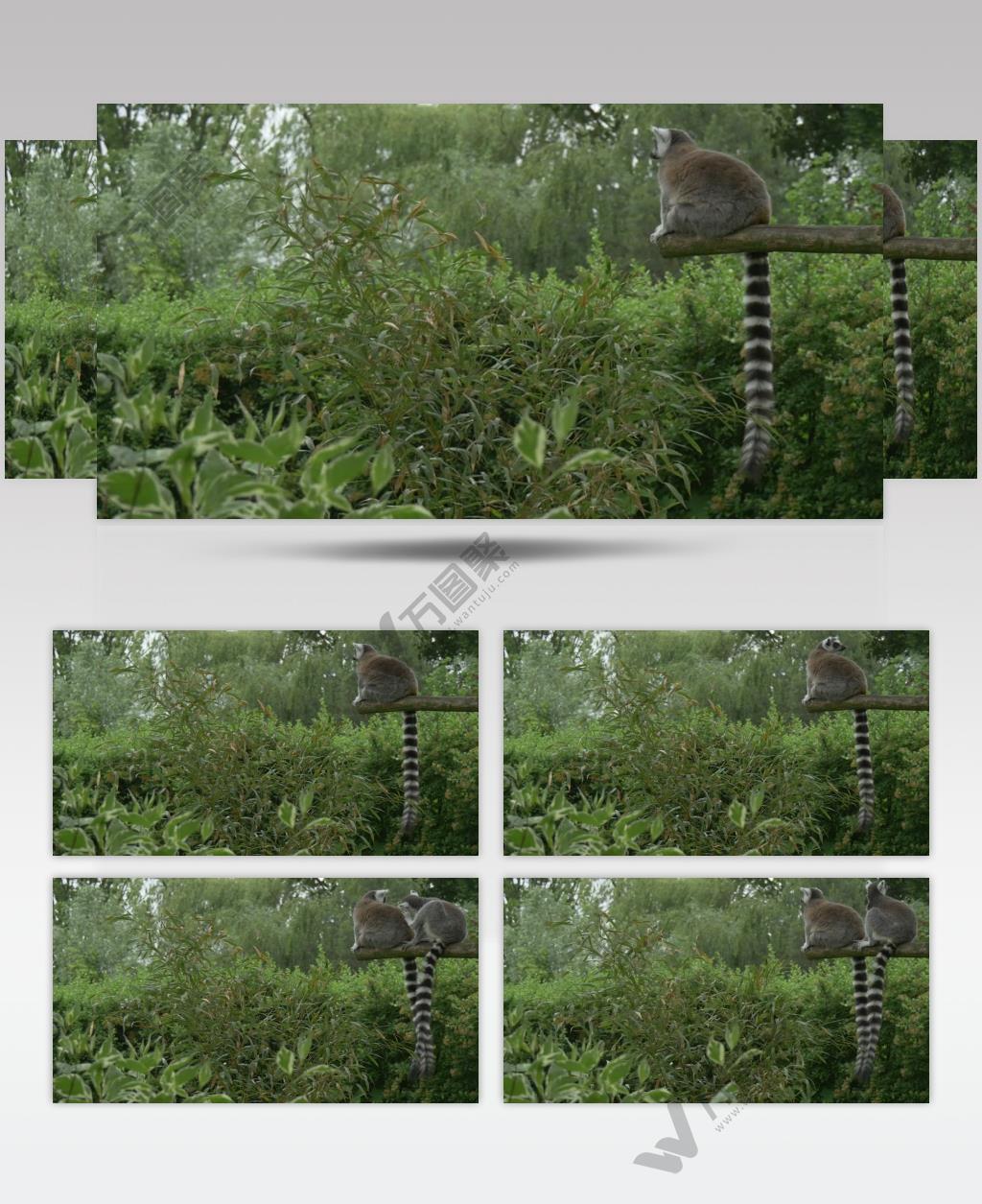 狐猴坐在丛林中的原木上实拍视频