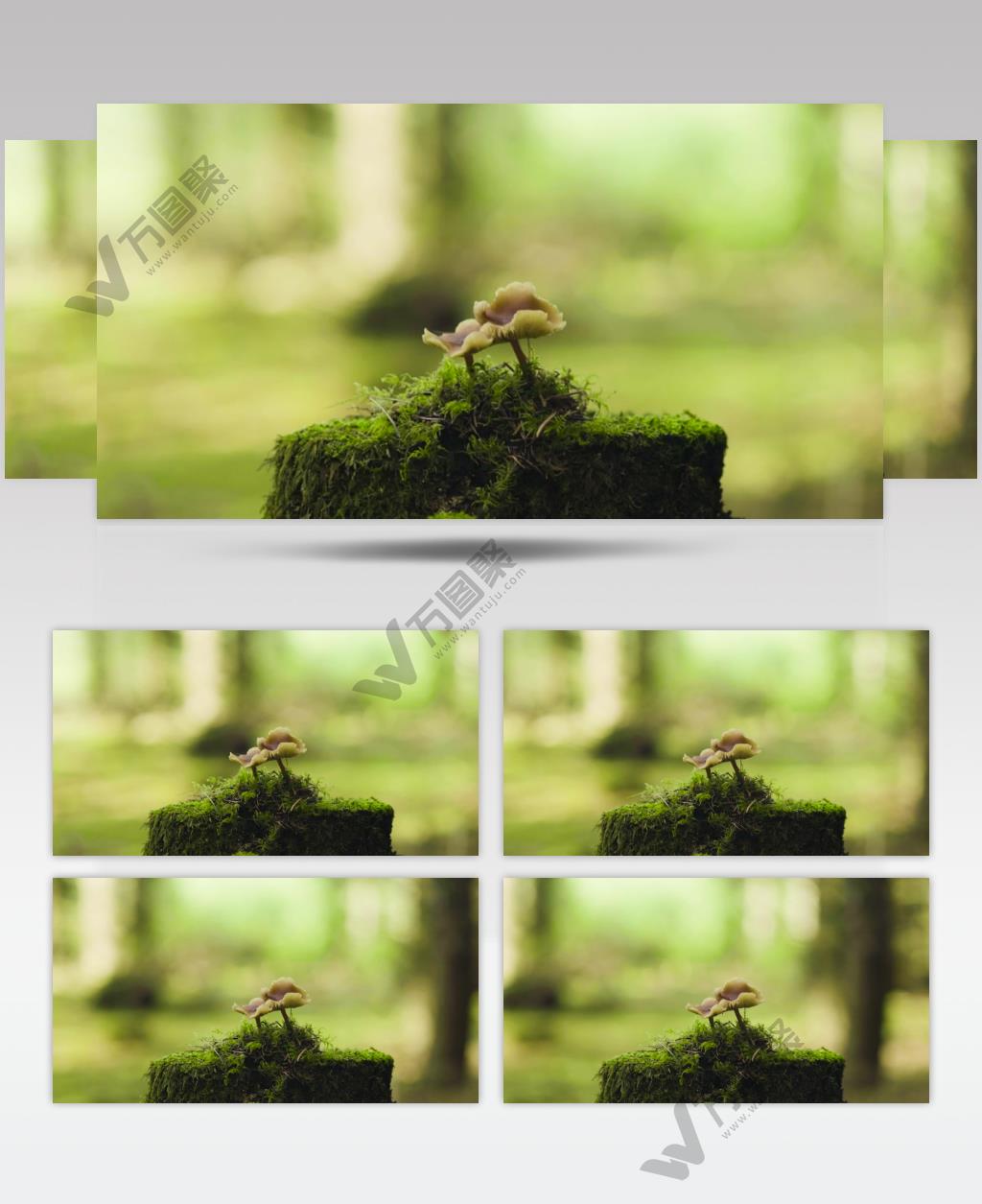 森林里的青苔蘑菇实拍视频