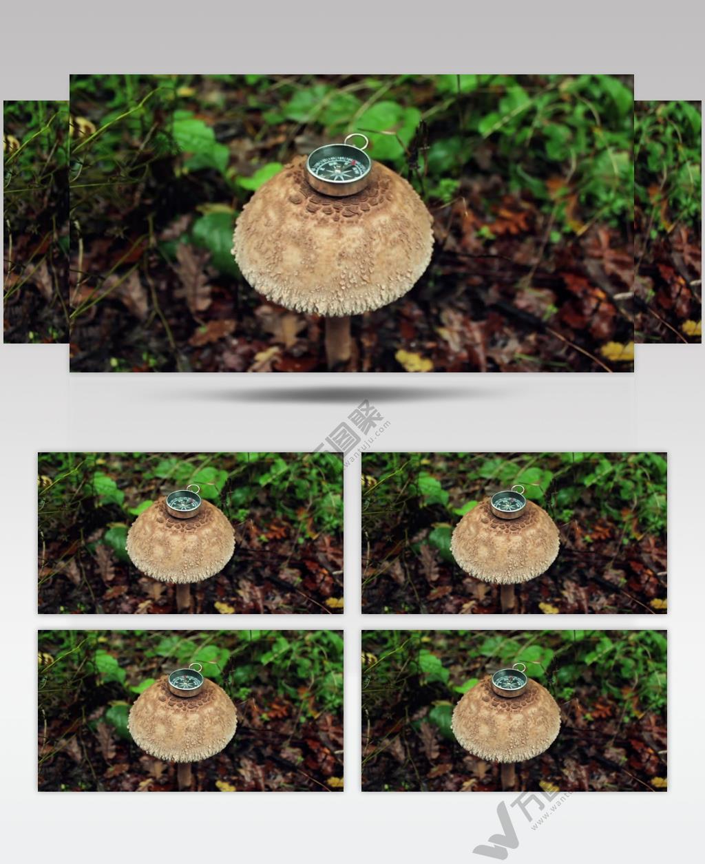 森林中大蘑菇上的小指南针实拍视频